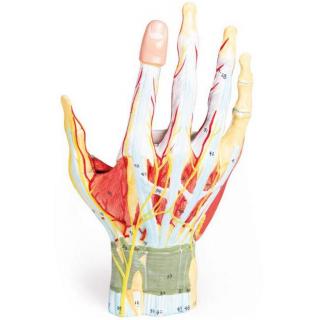 Erler Zimmer Anatomický model ruky - 7-dílný model