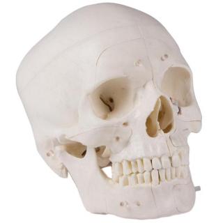 Lebka člověka - 14-dílný didaktický model