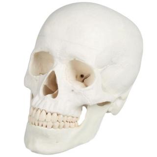 Lebka člověka 3-části