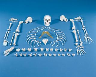 Rozložená kostra člověka - soubor kostí