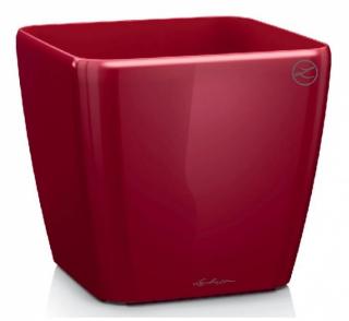 Lechuza Quadro LS 35 - scarlet