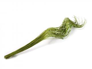 Curly ting 60 cm s perličkou zelený