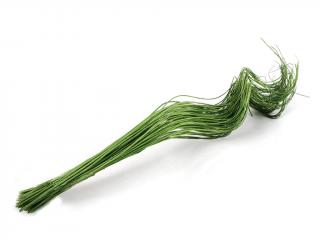 Curly ting 60 cm zelený