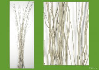 Curly willow 150 cm 5 ks bílý (Poznámka: Tento druh zboží nelze objednat přes Zásilkovnu!!!)