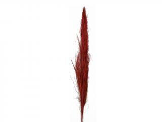 Date widle 65 - 70 cm khejur červený