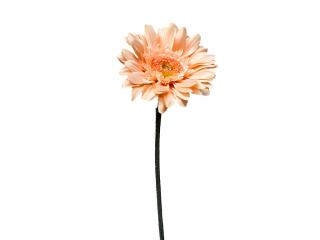 Gerbera lososová 45 cm