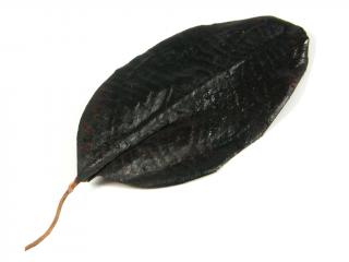 List javor látka 7cm 12ks