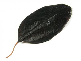 List javorový látkový 7 cm 12 ks černý