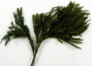 Lycopodium bulk 0,20 kg zelené