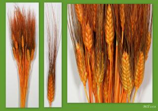 Obilovina grano black 60-70cm 100g oranžová
