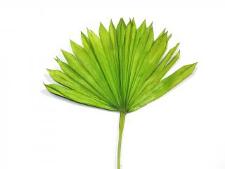 Palm sun spear bělený zelený