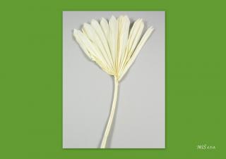 Palm sun spear mini bělený bílý