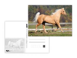 Pohlednice sr zvířata UV - kůň 4