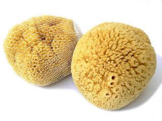 Caribbean Sun Mycí houba karibská Velikost: 12-13 cm, Typ: bez provázku