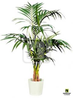 Chrysalidocarpus lutescens