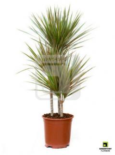 Dracaena Marginata - Dračinec