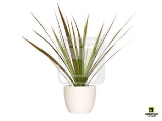 Dracaena Marginata - Dračinec