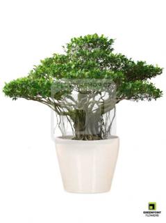 Ficus Benjamina