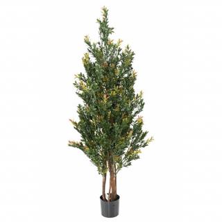 Buxus stromek Red Day UV, 130cm
