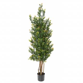 Buxus stromek Red Day UV, 165cm