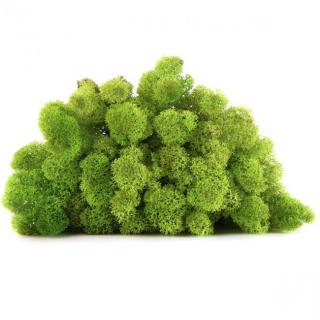 Luxusní stabilizovaný mech sobí čištěný 0,5 kg, lime zelená