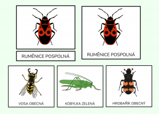 Hmyz - Třísložkové karty