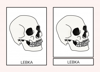Lidské tělo - Třísložkové karty