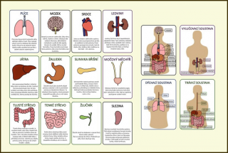 Orgány v těle - informační karty