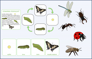 Životní cyklus - Hmyz