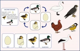 Životní cyklus - Ptáci