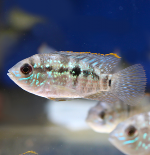 Akara modrá 4 - 5 cm (Aequidens pulcher /latifrons/)