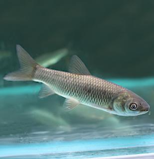 Amur bílý 12 cm - Ctenopharyngodon idella (DO JEZÍRKA)