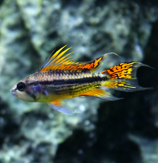 Apistogramma cacatuoides