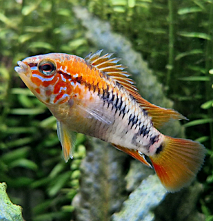 Apistogramma Viejita