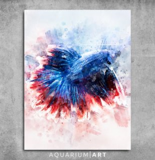 AQUARIUM ART obraz bojovnice 60 x 90 cm (P-007-60-90)