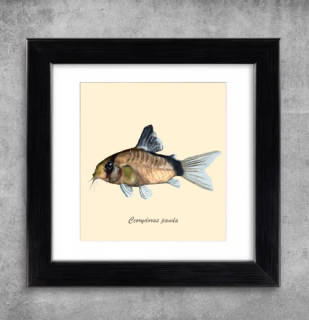 AQUARIUM ART obraz Corydoras panda 22 x 22 cm (M-004)