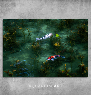 AQUARIUM ART obraz koi kapři 90 x 60 cm (P-010-90-60)