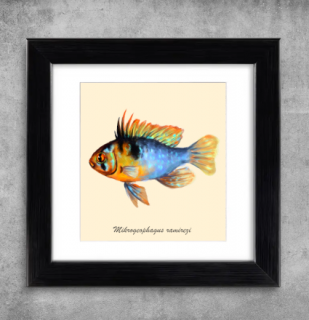 AQUARIUM ART obraz Mikrogeophagus ramirezi 22 x 22 cm (M-010)