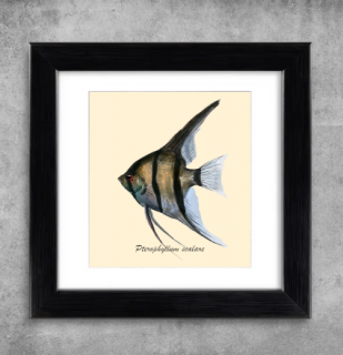 AQUARIUM ART obraz Pterophyllum scalare 1 - 22 x 22 cm (M-013)