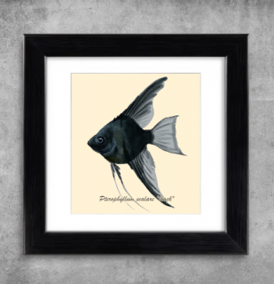 AQUARIUM ART obraz Pterophyllum scalare black - 22 x 22 cm (M-015)