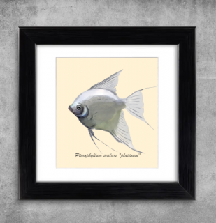 AQUARIUM ART obraz Pterophyllum scalare platinum - 22 x 22 cm (M-017)