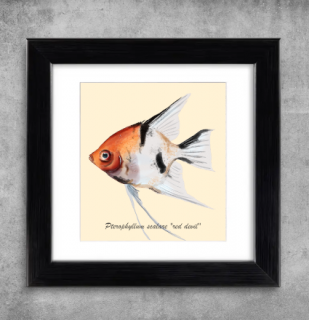 AQUARIUM ART obraz Pterophyllum scalare - red devil 22 x 22 cm (M-012)