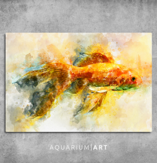 AQUARIUM ART obraz závojnatka 90 x 60 cm (P-002-90-60)