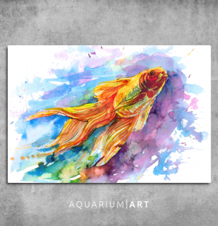 AQUARIUM ART obraz závojnatka 90 x 60 cm (P-003-90-60)