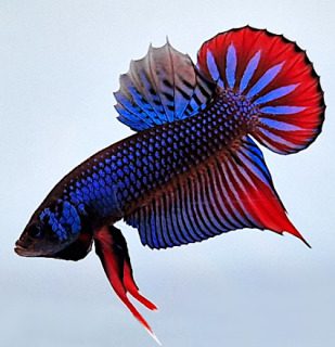 Betta imbellis Red Tail