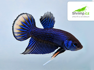 Betta imbellis Yellow Tail