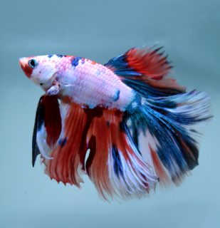 Betta splendens - Nemo Halfmoon