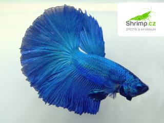 Betta splendens