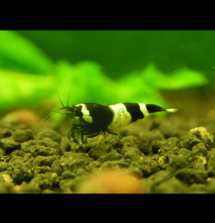 Black Panda 10 ks (Caridina sp.) (Taiwan Bee/Shadow Bee)