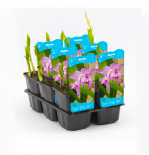 Bletilla striata – košík 9x9 cm (Orchidej vzpřímená)